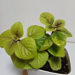 mi様 リクエスト 3点 まとめ商品