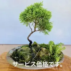 盆栽 自然石付き岩松 眺めいい 球磨川石 雄大で豪快 水盤付き | Mercari