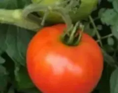 トミべ様 リクエスト 2点 まとめ商品