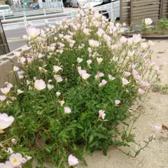なるべくたくさん入れます！ ピンク 花苗のサムネイル