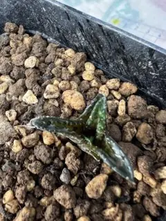 多肉植物ハオルチア　鬼瓦カキコ根あり2頭