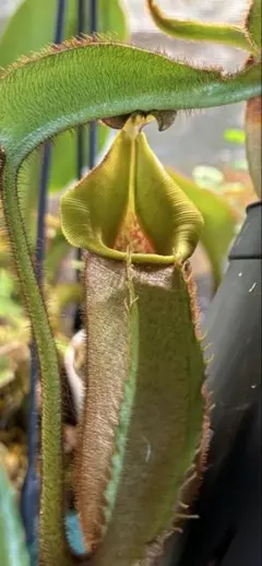 N.veitchii × (lowii ×ventr) ネペンテス 食虫植物 - メルカリ