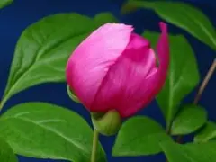 紅顔(Red orphan) いちじく穂木 1本 JIN AO Fenの変異種 - メルカリ