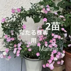 ほたる様 リクエスト 3点 まとめ商品