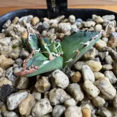 子株付き オアハカ ベアルート株 ボールタイプ_1 子株付き オアハカ ベアルート株 ボールタイプ_1 2025年最新】Yahoo