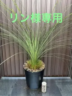 2026年最新】ブラックボーイ 植物の人気アイテム - メルカリ