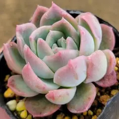 2026年最新】ロウルサンコの人気アイテム - メルカリ