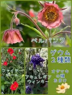 ゲウム２種類セット おまけ付きのサムネイル