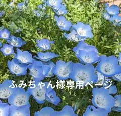 ふみちゃん様専用ページ