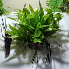 ミクロソリウム ナローリーフ 活着済み 流木 無農薬 アクアリウム