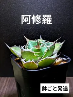 2026年最新】アガベ チタノタの人気アイテム - メルカリ