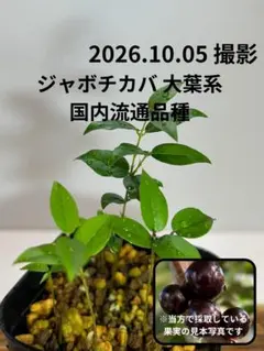 イエロージャボチカバ 種子×10 [熱帯果樹]Yellow Jaboticaba - メルカリ