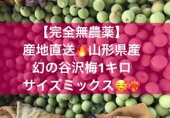 山形県産 幻の谷沢梅 1キロ 青梅 朝採り 農薬不使用 梅シロップ 梅干し 