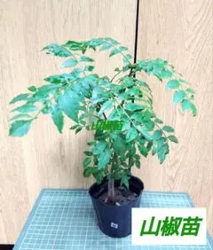 10.山椒　山椒苗　木の芽　さんしょうのサムネイル