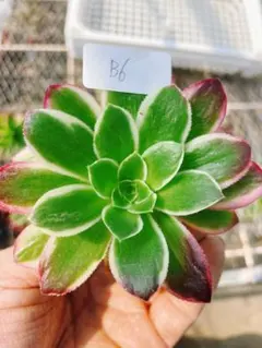 2026年最新】アエオニウムの人気アイテム - メルカリ