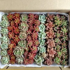 多肉植物 カット苗 詰め合わせ A