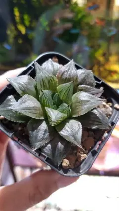 多肉植物 旧氷砂糖 錦 抜き苗 - メルカリ