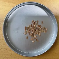 2025年5〜6月採取種子 パキポディウム ウィンゾリー 種子 20粒 国内実生 2025年5〜6月採取種子 パキポディウム ウィンゾリー 種子 20粒 国内