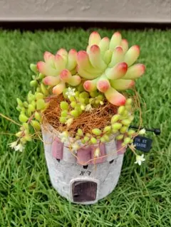 まぁちゃん様 リクエスト 3点 まとめ商品