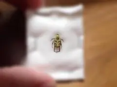 アシナガコガネ 4頭 昆虫 標本 - メルカリ