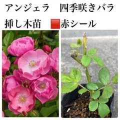 アンジェラ　四季咲きバラ苗　発根確認済　黒ポット赤シールのサムネイル