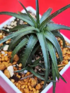 2026年最新】Dyckia ディッキアの人気アイテム - メルカリ