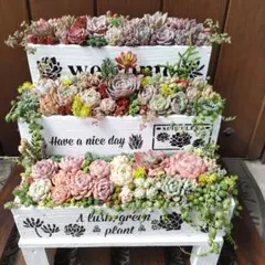 多肉植物 ♡そのまま飾れる寄せ植え♡3段花台付き♬.*゜