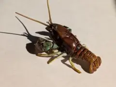 2026年最新】週刊日本の天然記念物の人気アイテム - メルカリ