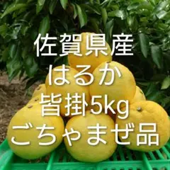 みかん出品 まもなく終了！】 みかん 『元祖』 原口みかん 約5kg ミカン ＜原口