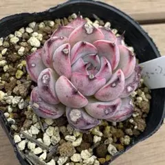 2025年最新】ブルーベリームーン 多肉の人気アイテム - メルカリ