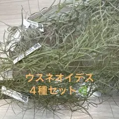 Tillandsia Splendid Journey 速達発送 - メルカリ