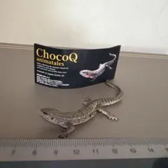 チョコQ コモチカナヘビ