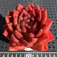 ましゅるる様 リクエスト 4点 まとめ商品