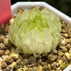 ハオルチア 月の恋人 変異型エメラルドLED錦 葉挿し苗 - メルカリ