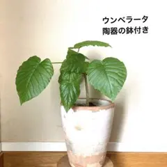 流通皆無‼️✩.*˚ウンベラータ 斑入り ✩.*˚ 2 - メルカリ
