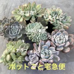 多肉植物　セット④