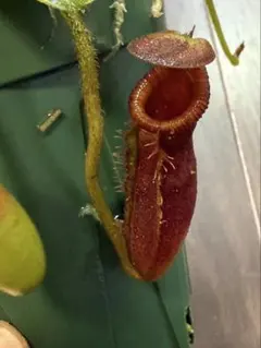 充実株】食虫植物 ネペンテス・アラータ(f) 