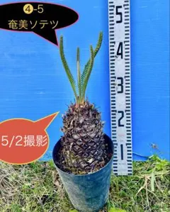 2026年最新】奄美大島ソテツの人気アイテム - メルカリ