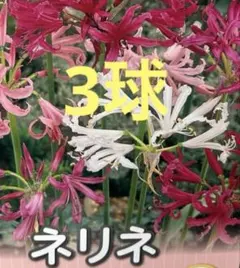 えむとろ様 リクエスト 2点 まとめ商品