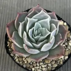 2026年最新】ルイパパさん苗の人気アイテム - メルカリ