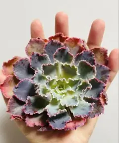 形崩れアリ　大苗　多肉植物　韓国苗　エケベリア　ネオンブレーカーズ