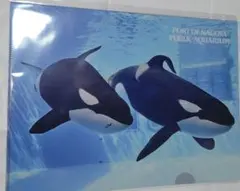 2025年最新】名古屋港水族館 りんの人気アイテム - メルカリ