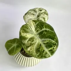 Alocasia Ninja Tricolor│アロカシア ニンジャ トリカラー - メルカリ
