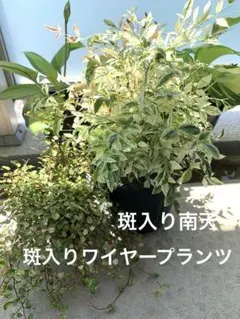 葛さん様 リクエスト 2点 まとめ商品