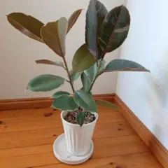 2026年最新】フィカスルビーの人気アイテム - メルカリ