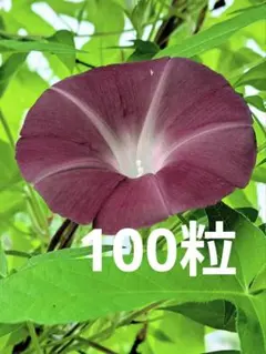 希少☆大輪朝顔☆黒女王の苗☆青斑入蝉葉濃葡萄鼠丸咲大輪（黒女王
