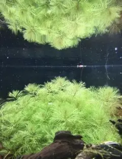 ぽしゃけ様 リクエスト 3点 まとめ商品