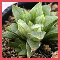 2025年最新】ロウルサンコ アロエの人気アイテム - メルカリ