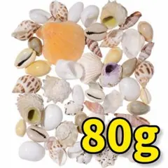 ビーチシェル 80g シェル 貝 貝殻 素材 天然素材 即購入OK