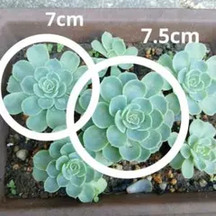 多肉植物✩.*˚七福神 抜き苗 現物 多肉植物 七福神錦 特大 抜き苗 | るる農園~多肉植物専門